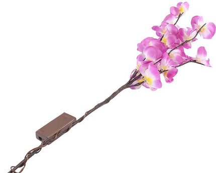 Orchideen Zweig Licht