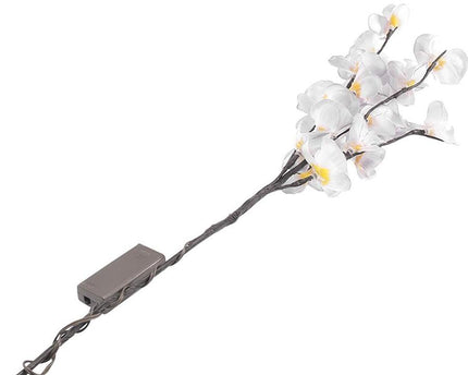 Orchideen Zweig Licht