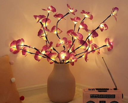 Orchideen Zweig Licht